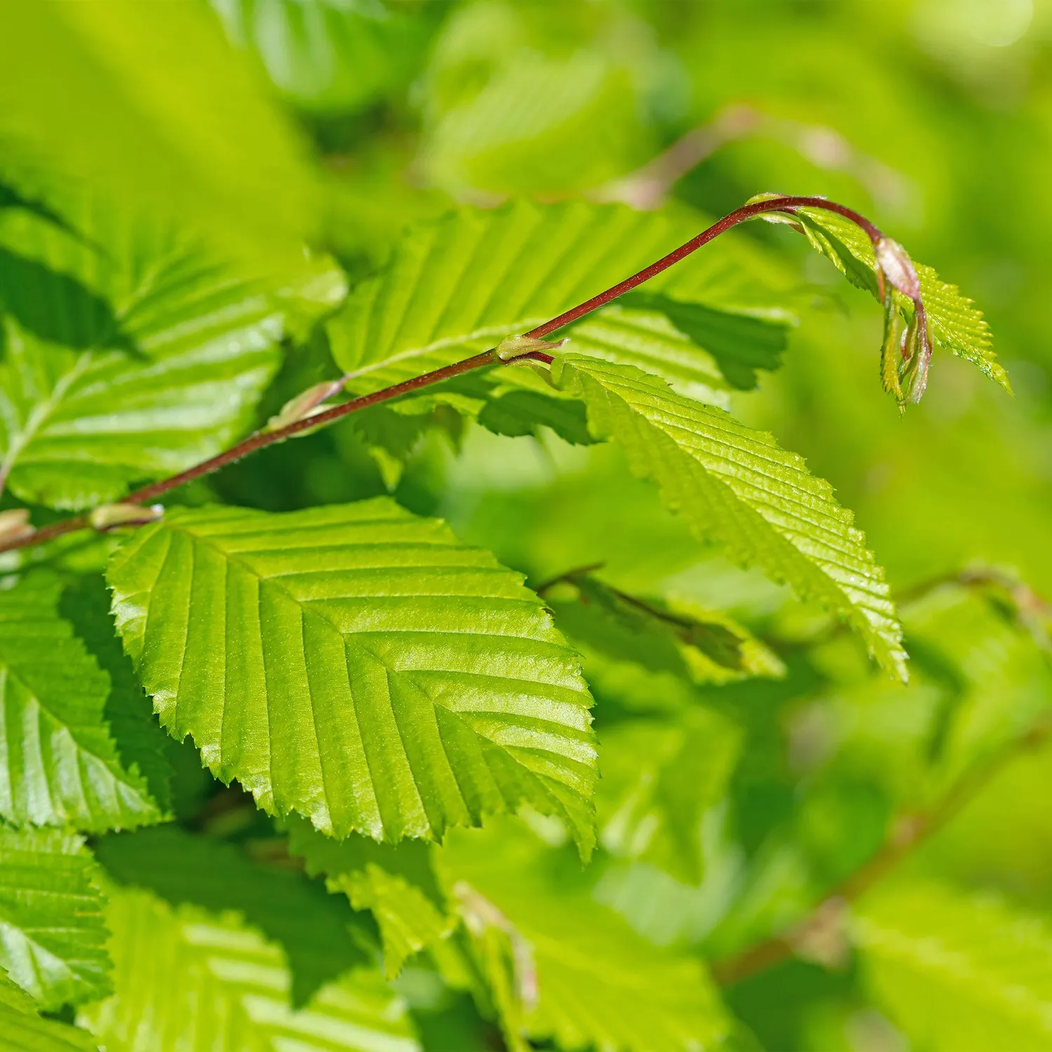 Plant and Stories charme Carpinus betulus haie 6 plants