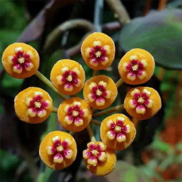 Plant and Stories Hoya Waymaniae Kapuas Cloudy Sky plante pot 8 cm