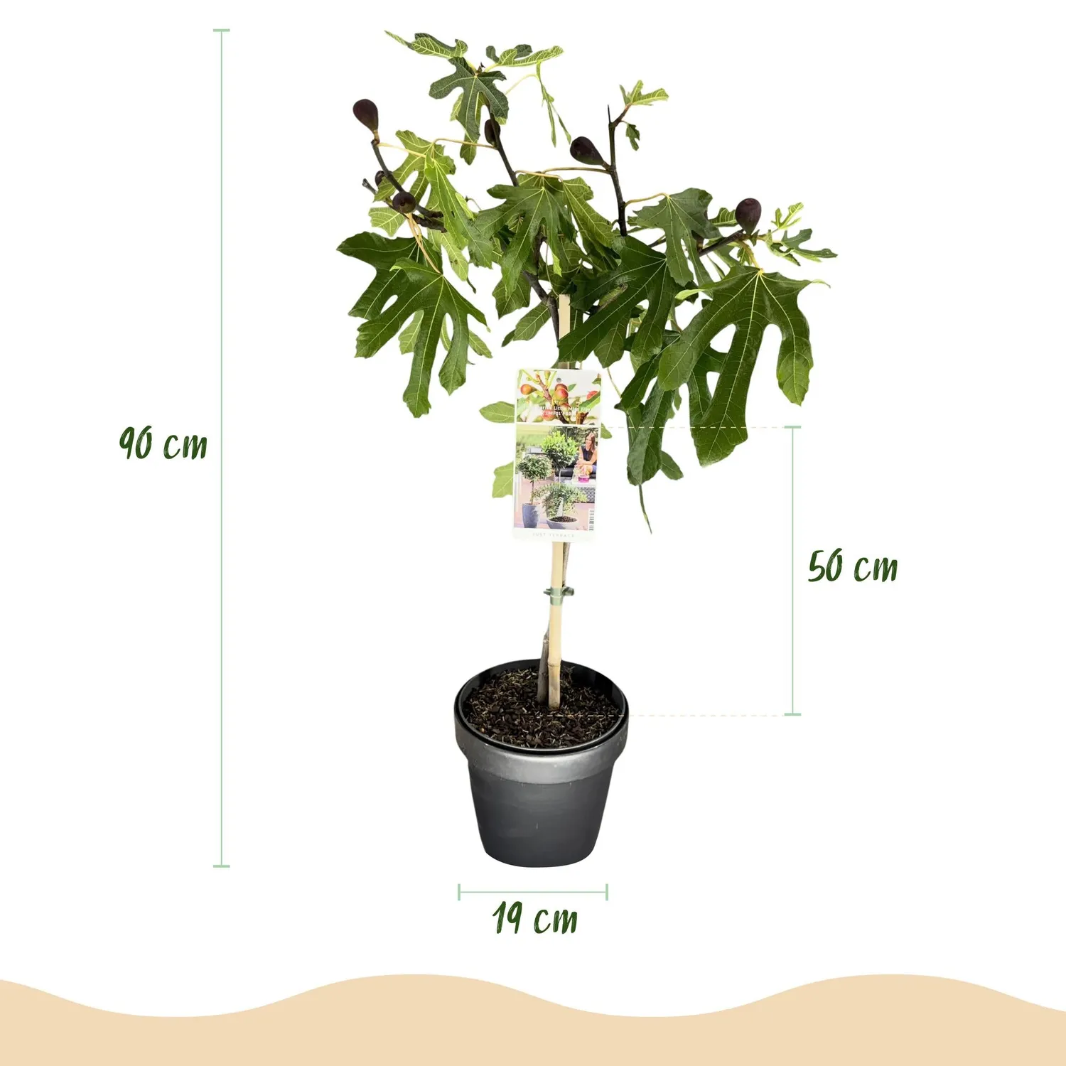 Plant and Stories Figuier Little Miss Figgy pot 19 cm hauteur 90 cm