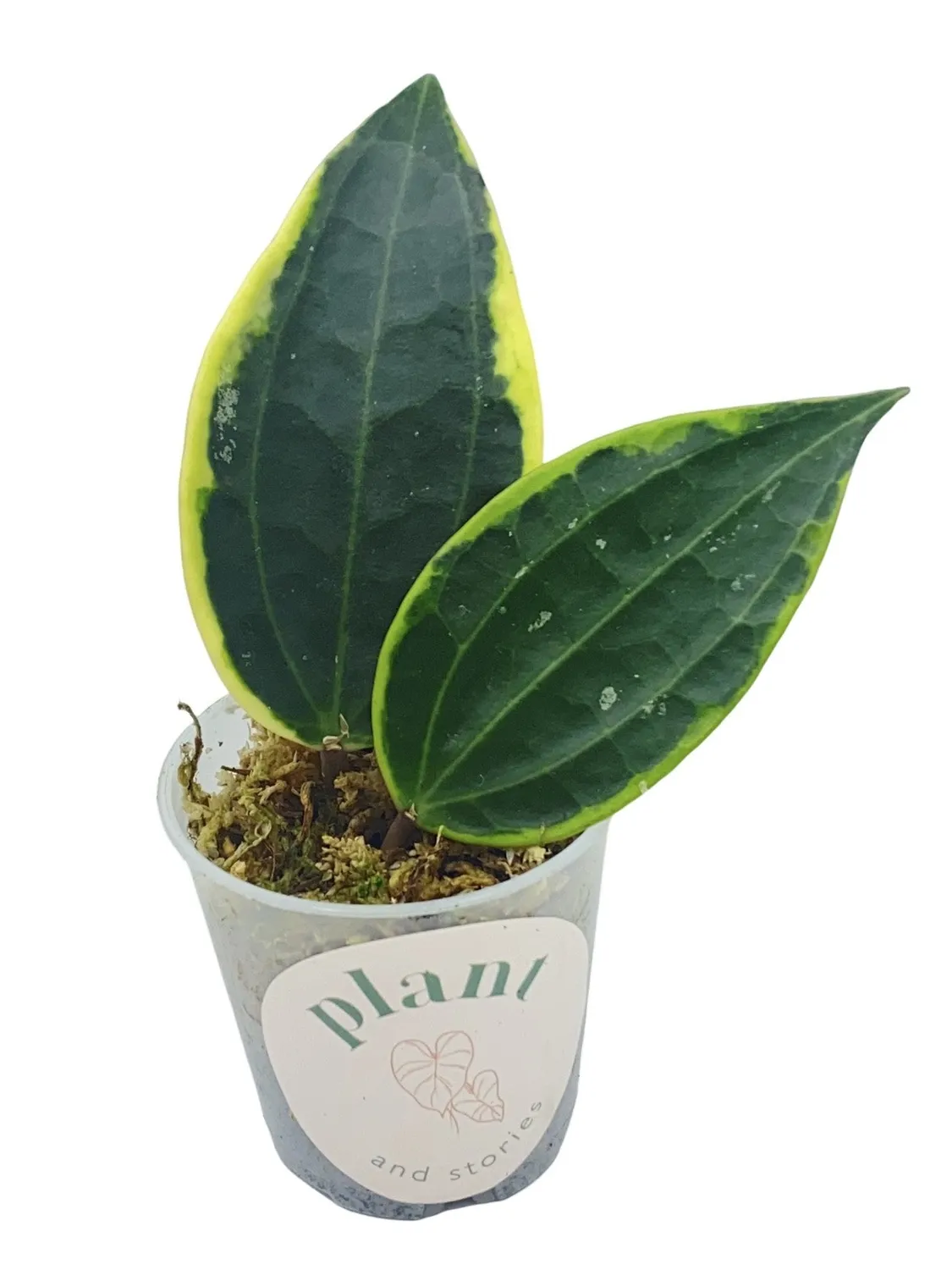 Plant and Stories Hoya Latifolia Albomarginata plante pot 6 cm