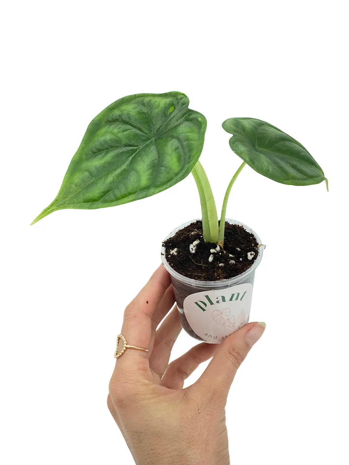 Plant and Stories Alocasia Dragon Scale plante d'intérieur pot 6 cm