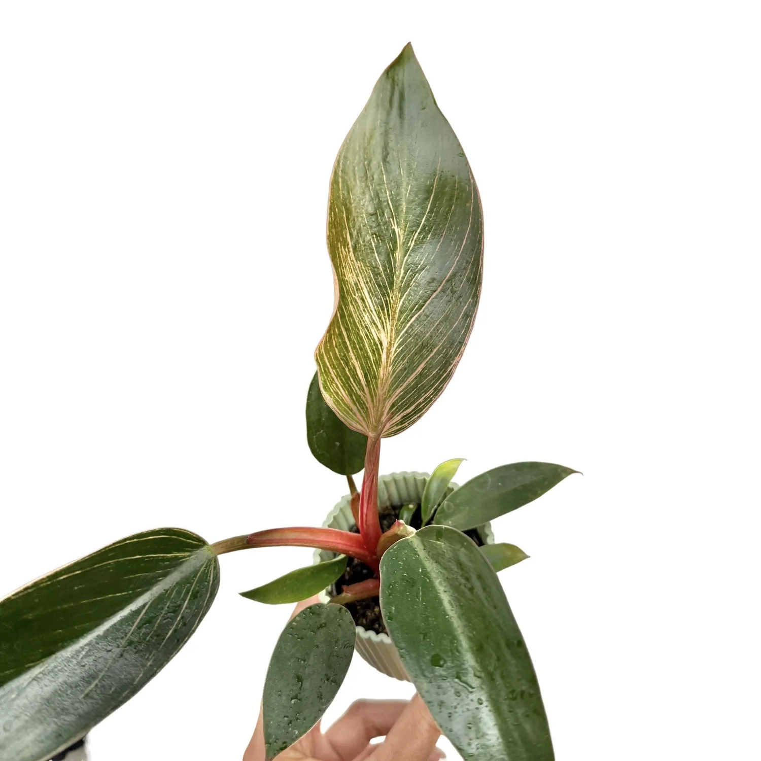 Plant and Stories Philodendron Pink Birkin plante pot 6 cm rayée