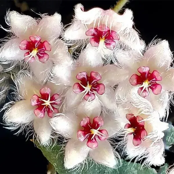 Plant and Stories Hoya Caudata flagellata Silver plante pot 7cm velours