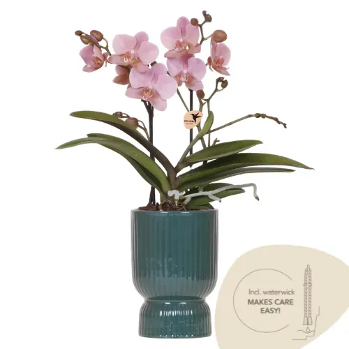 Plant and Stories Treviso orchidée Phalaenopsis pot 9 cm rose