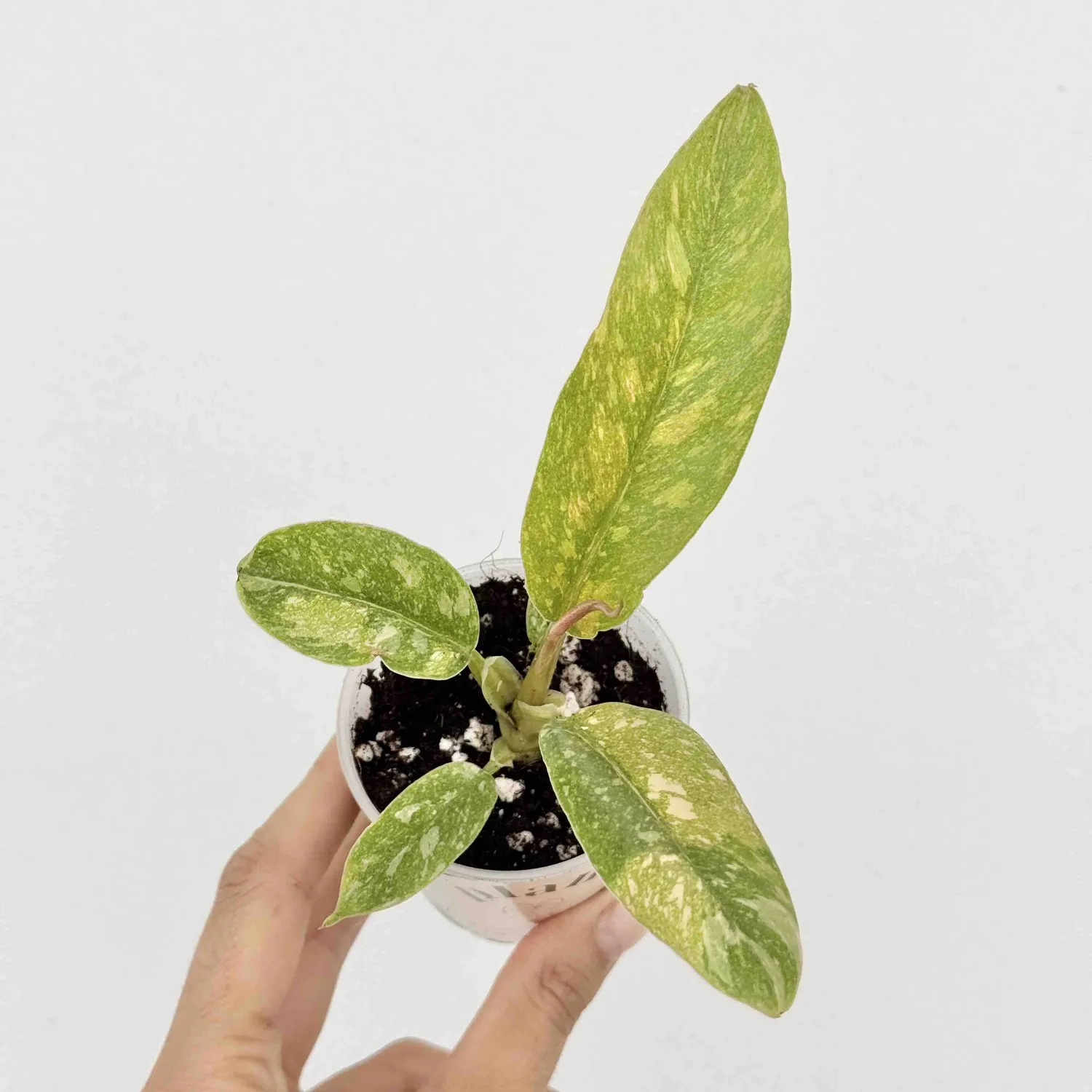 Plant and Stories Philodendron Ring of Fire plante pot 6 cm