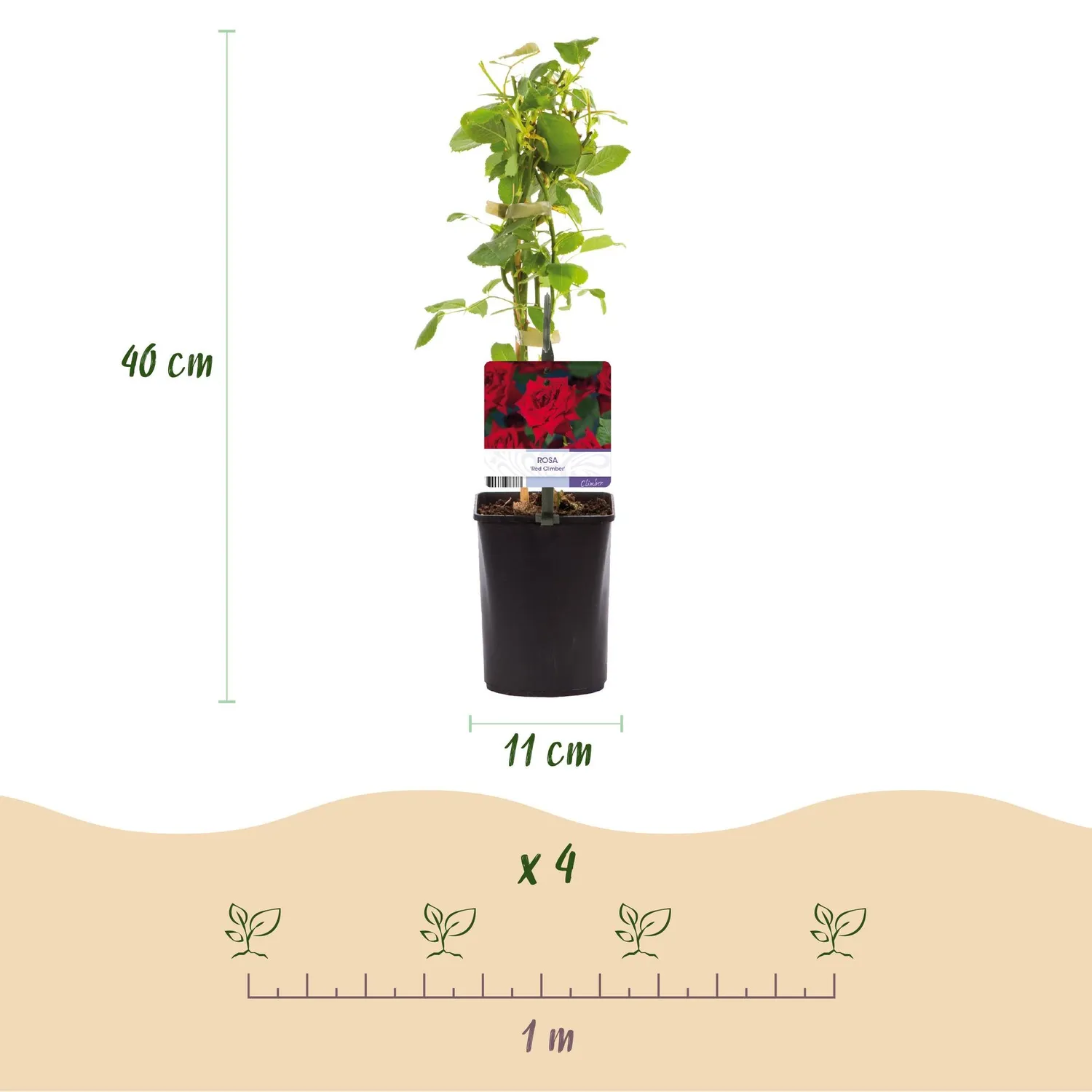 Plant and Stories rosier grimpant rouge 2 pots 11 cm