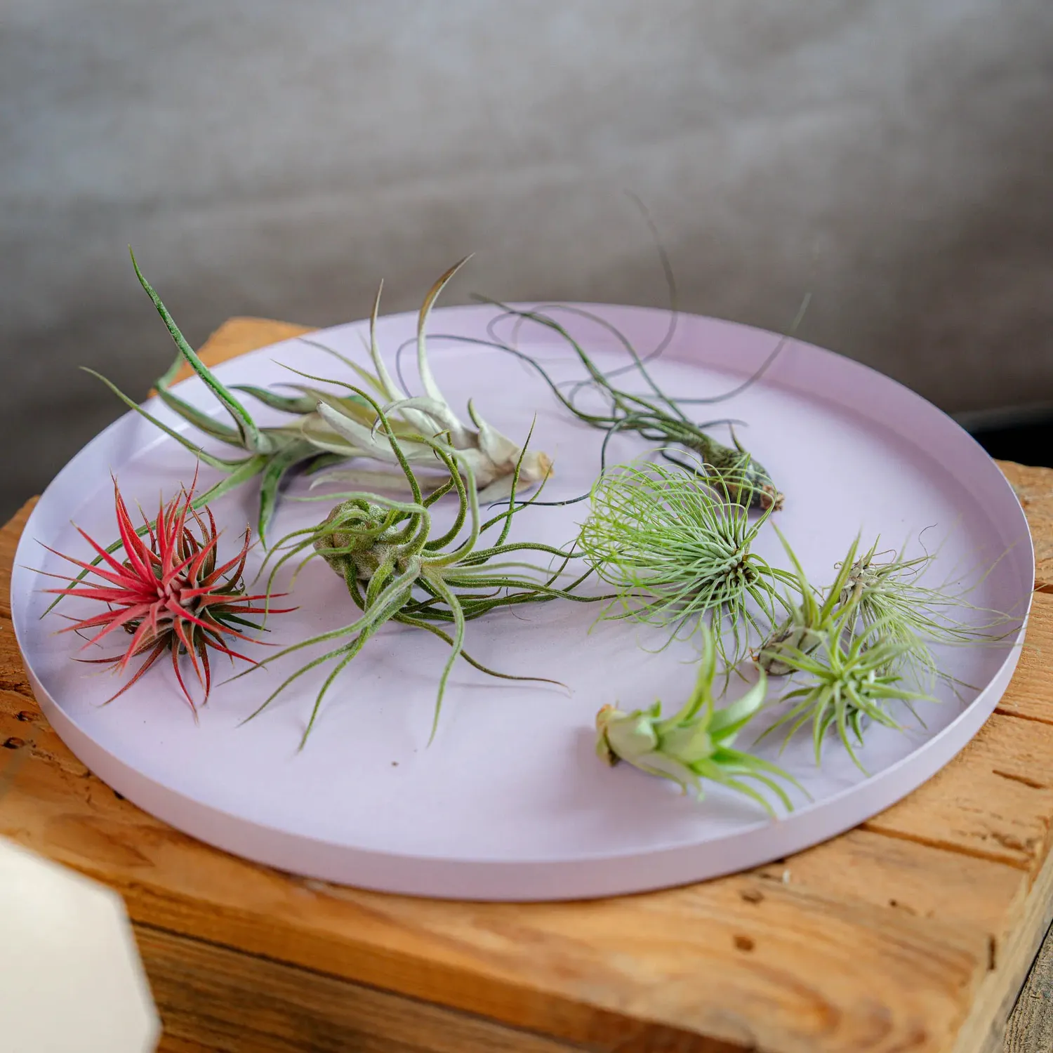 Airplantshop Surprise Box coffret 10 plantes ariennes varies