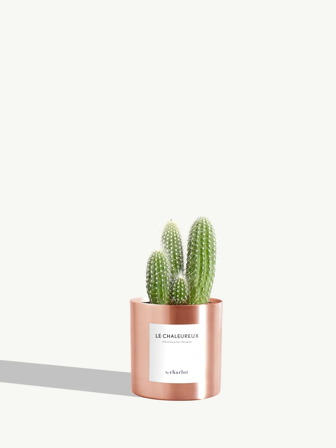 By Charlot Le Chaleureux cactus cierge XS pot 8 cm