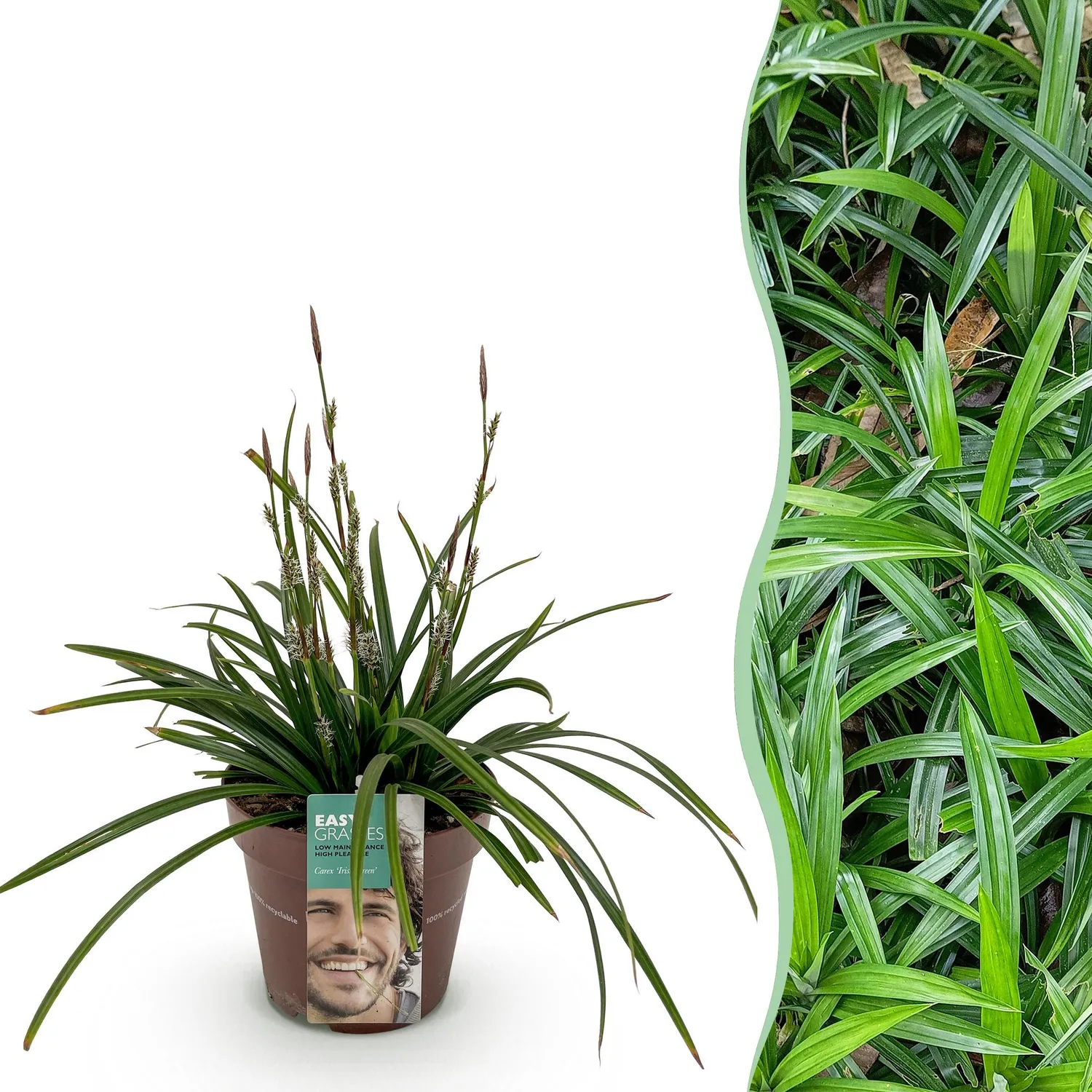 Plant and Stories Carex Irish Green graminée pot 17 cm 1 plant ombre