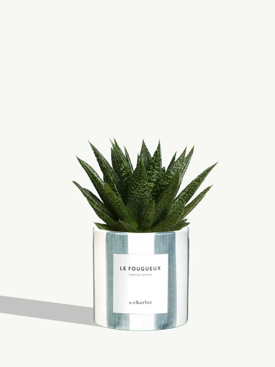 By Charlot Le Fougueux plante céramique maldive rayé