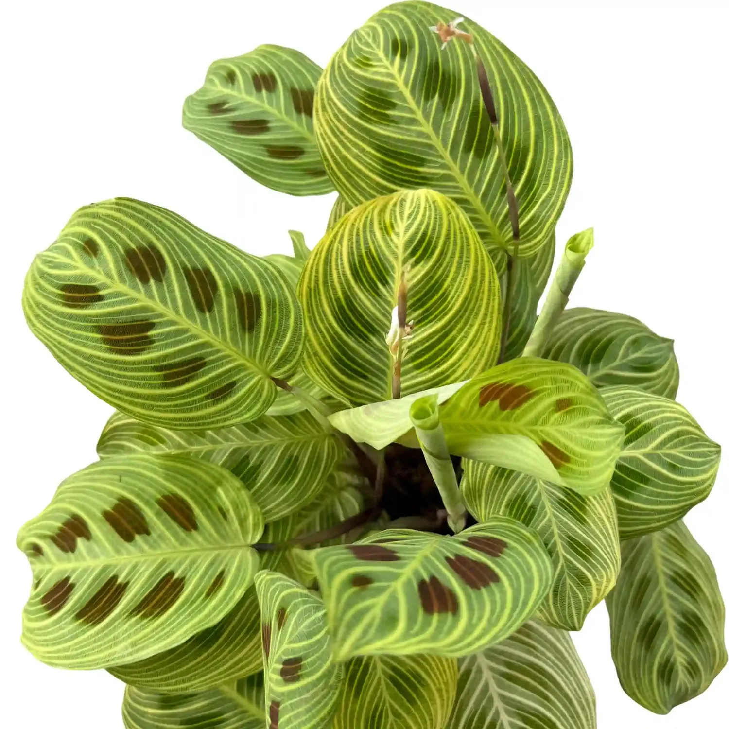 Plant and Stories Maranta Light Veins plante pot 11 cm nervures