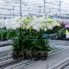 Orchidées de Prestige Brut Sauvage 3 orchidée compacte