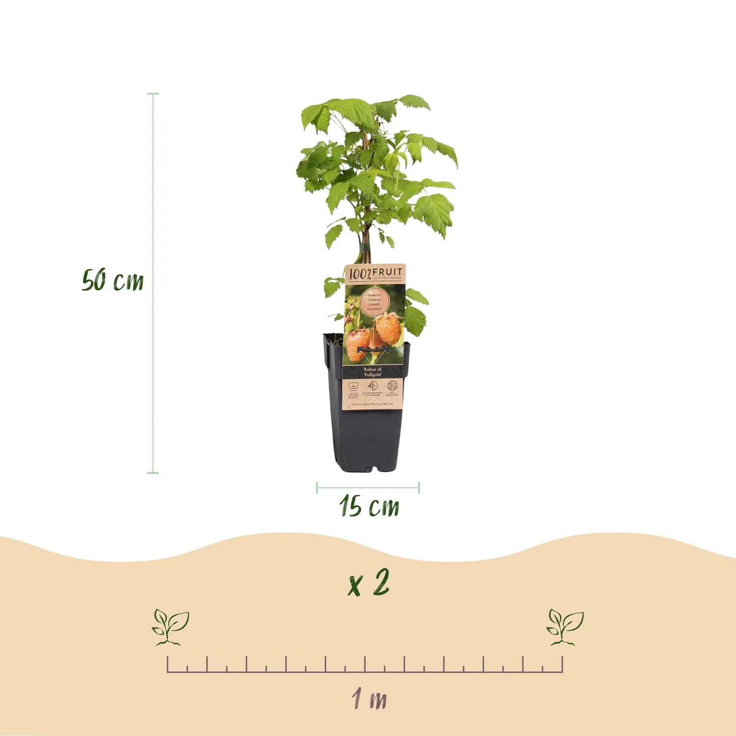 Plant and Stories Framboisier Fallgold fruitier pot 15cm lot 2