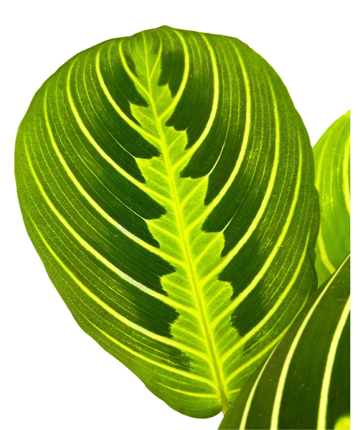 Plant and Stories Lemon Lime maranta citron pot 6 cm