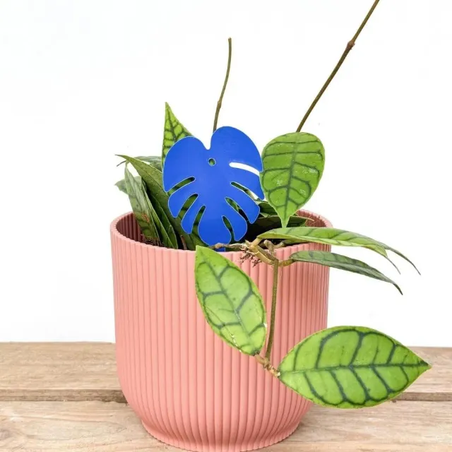Plant and Stories pièges bleus englués anti-thrips x10