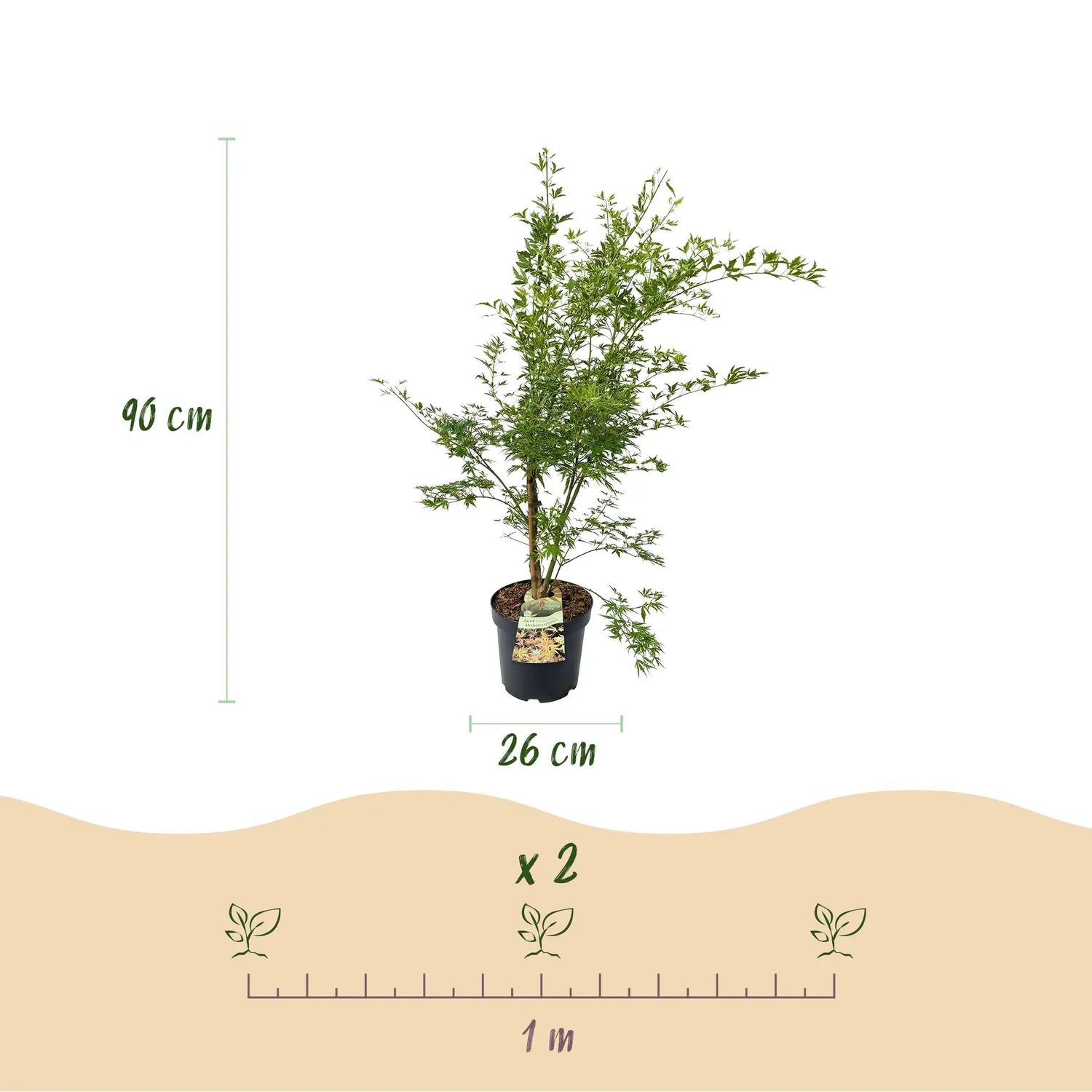 Plant and Stories Érable Methamorphosa pot 26 cm feuille rouge