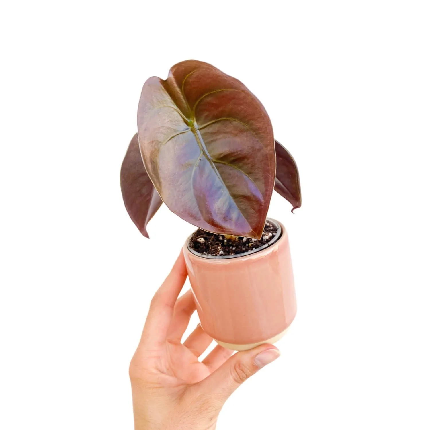 Plant and Stories Cuprea Red Secret alocasia cuivrée pot 9 cm