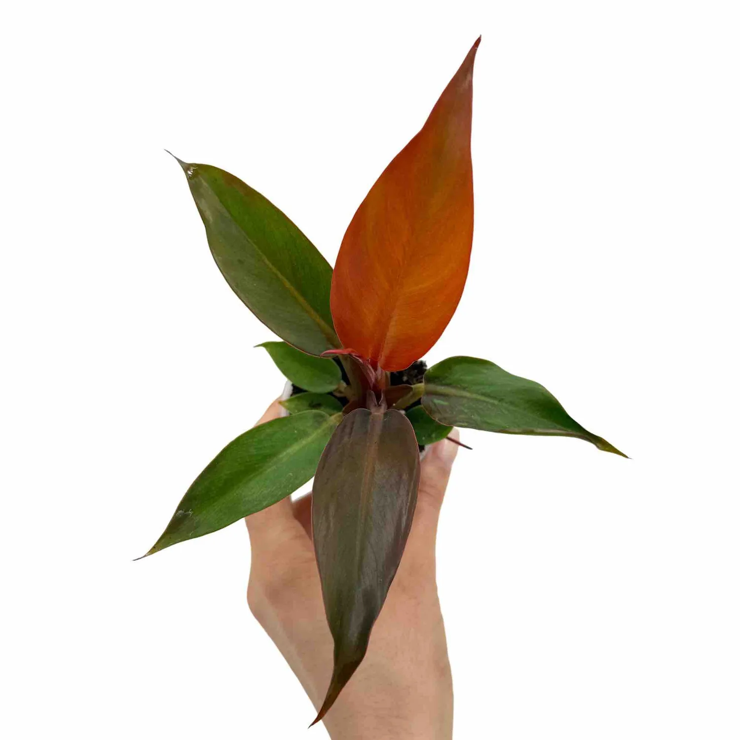 Plant and Stories Philodendron Red Sun plante pot 6 cm cuivré