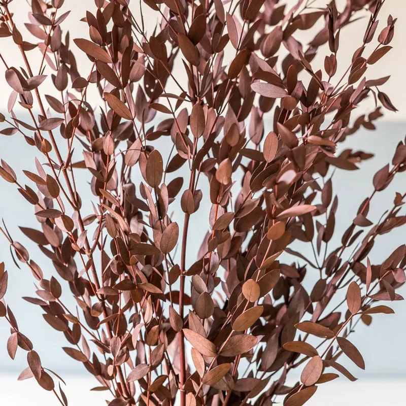 Réconciliation Végétale eucalyptus parvifolia rouge botte 150g