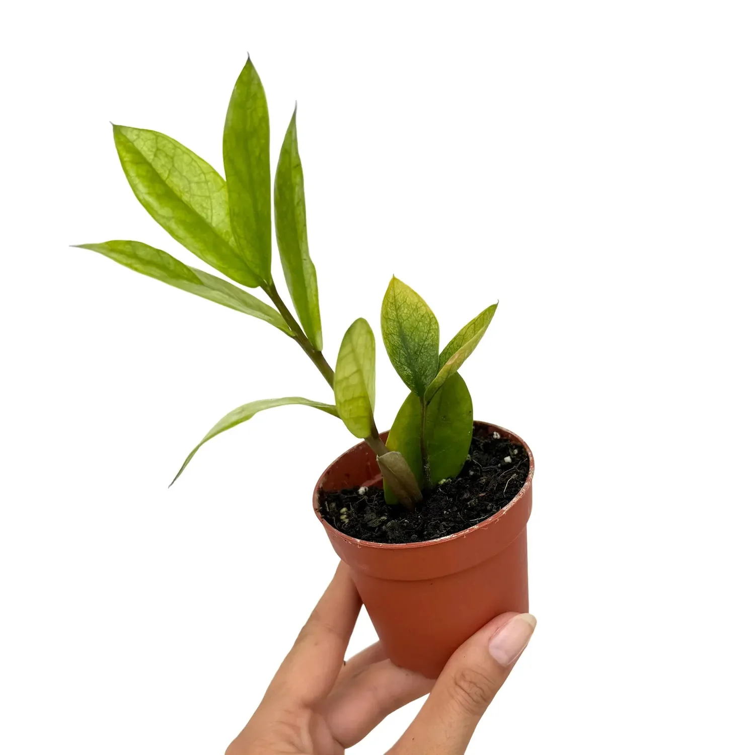 PLANT AND STORIES Zamioculcas Chameleon plante pot 14 cm panaché