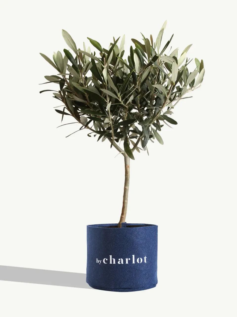By Charlot Le Philosophe olivier recharge 37-42 cm soleil
