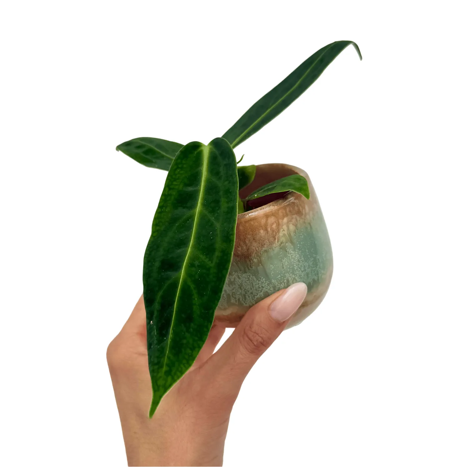 Plant and Stories Blue Lagoon cache-pot céramique 6 cm bleu