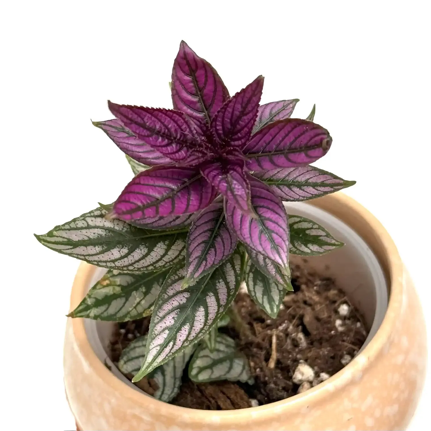 Plant and Stories Strobilanthes Dyerianus Bouclier Persan plante pot 12cm