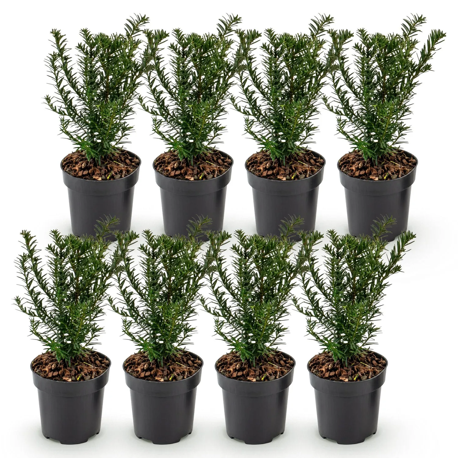 Plant and Stories Taxus baccata if commun 8 plants pot 9 cm