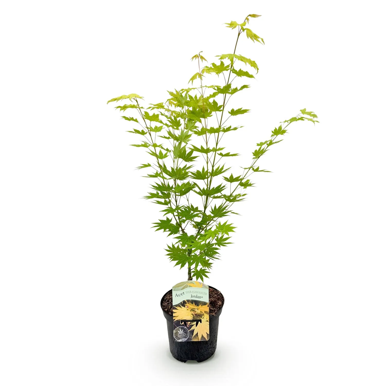 Plant and Stories Jordan érable du Japon pot 19 cm