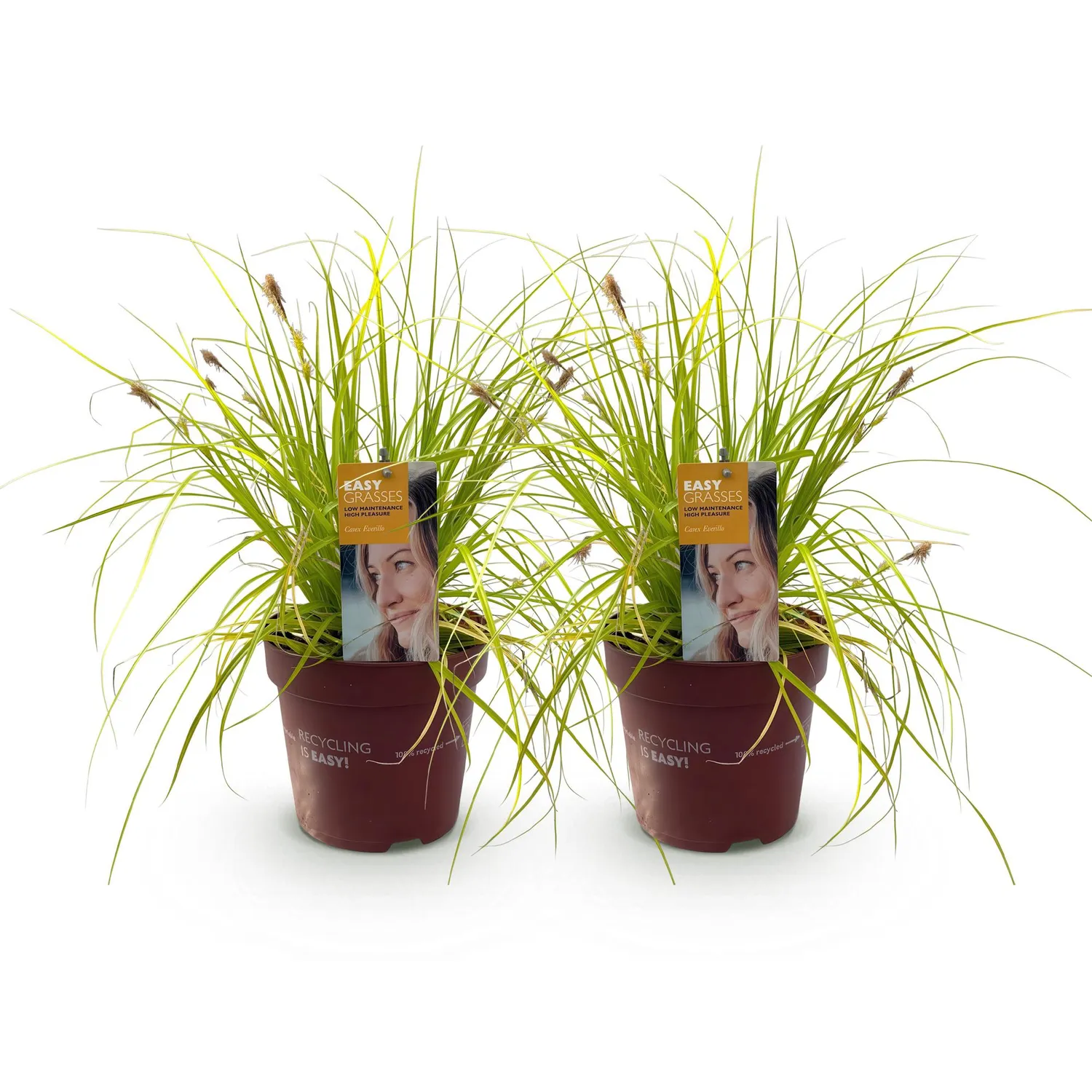 Plant and Stories Laîche Everillo Carex graminée pot 17 cm dorée