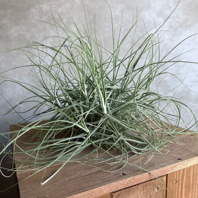 Airplantshop Schiedeana XXL tillandsia 20 cm désert