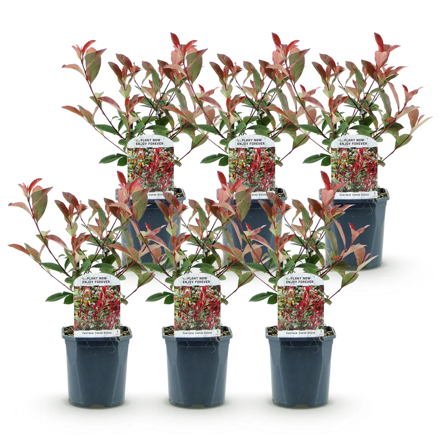 Plant and Stories Carré Rouge photinia haie pot 17cm