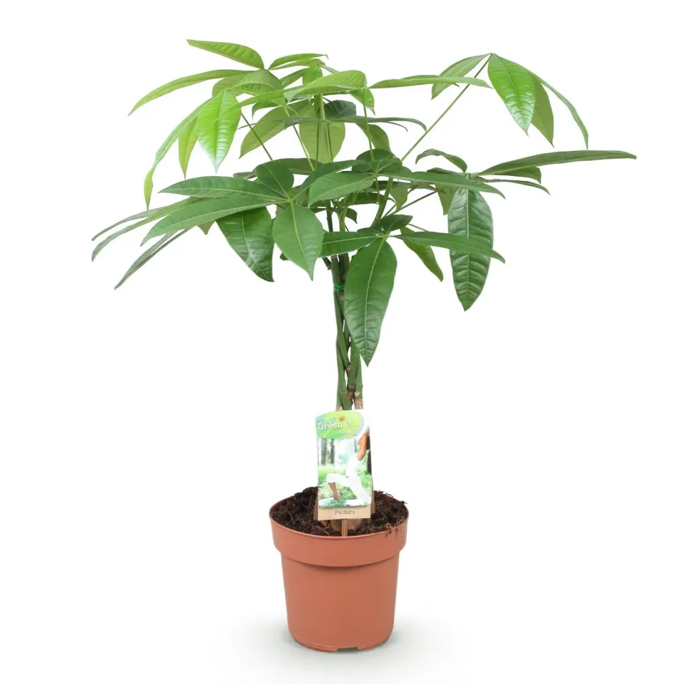 Plant and Stories Pachira Aquatica arbre à argent pot 17cm 60-70cm