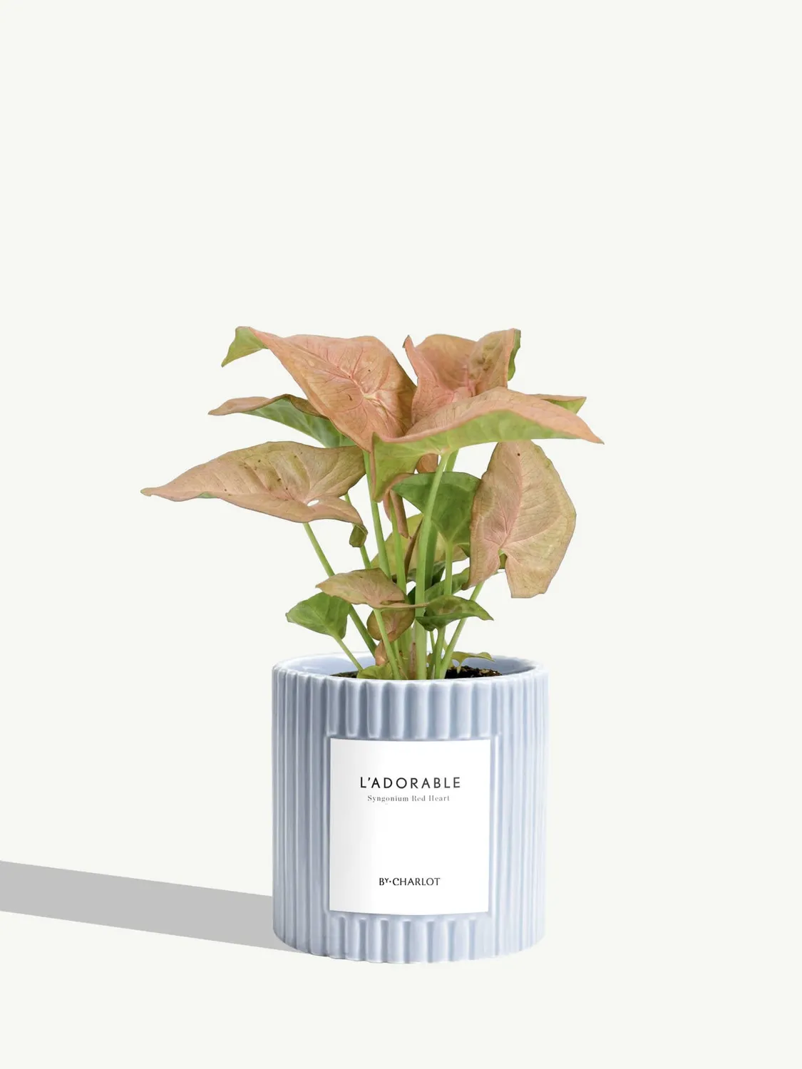 By Charlot L'Adorable Syngonium plante pot 10 cm