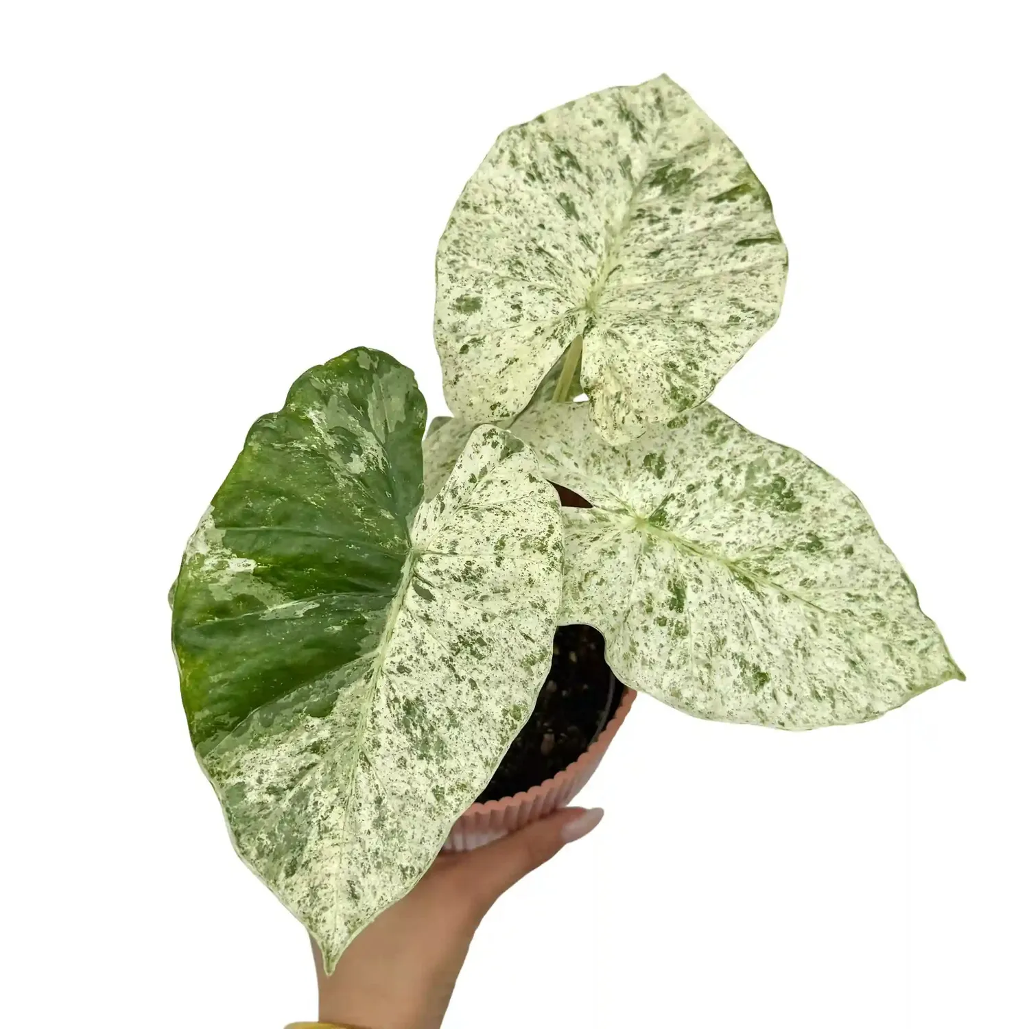 Plant and Stories Alocasia Odora Batik Variegata panachée pot 12 cm