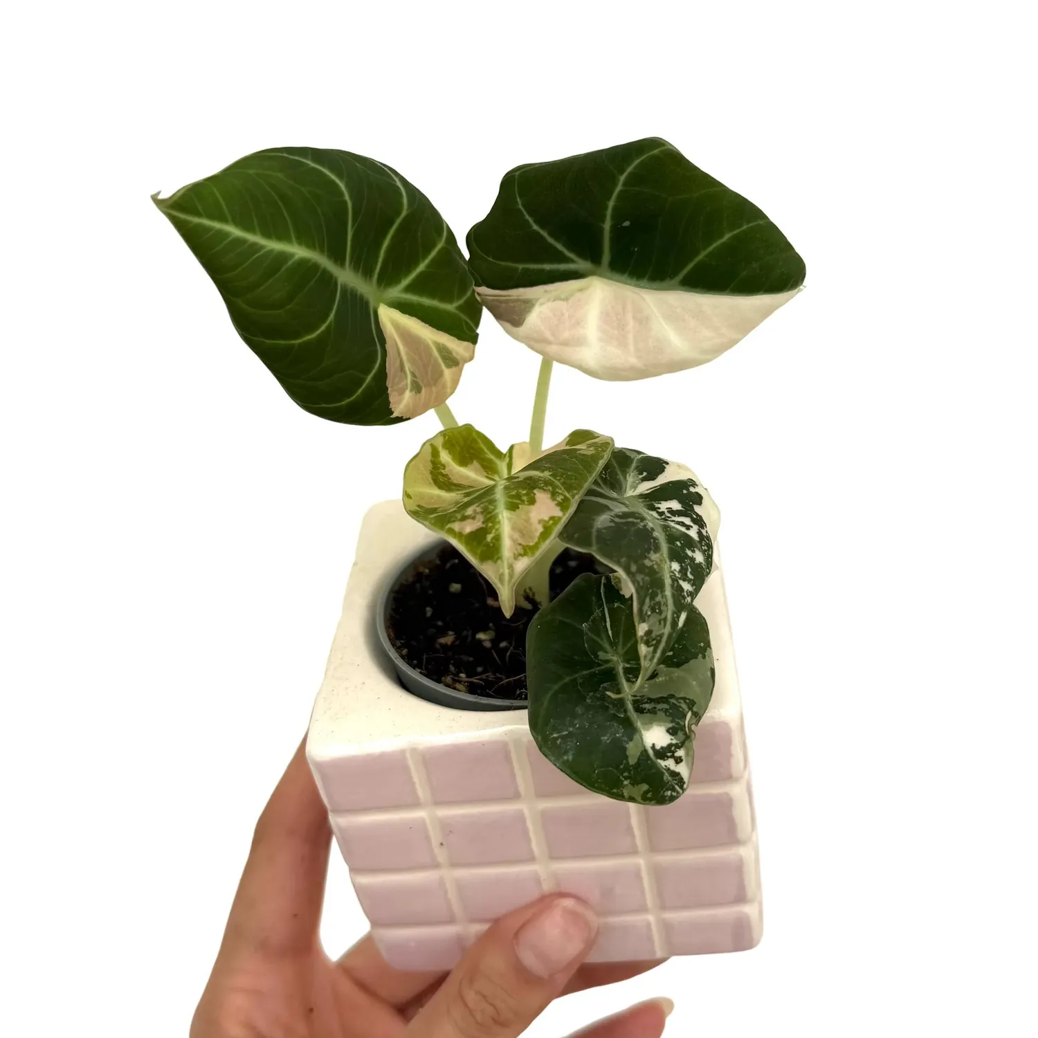 Plant and Stories Black Velvet Pink Variegata alocasia pot 6 cm