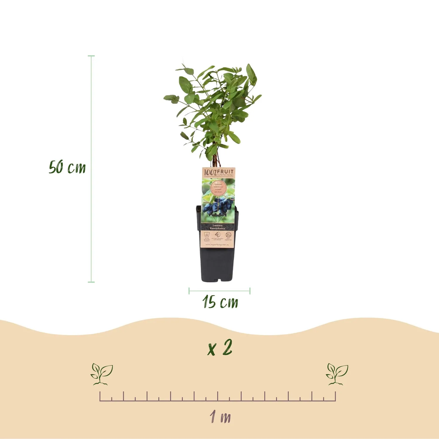 Plant and Stories Lonicera Kamchatika arbuste baie de miel 2x50 cm