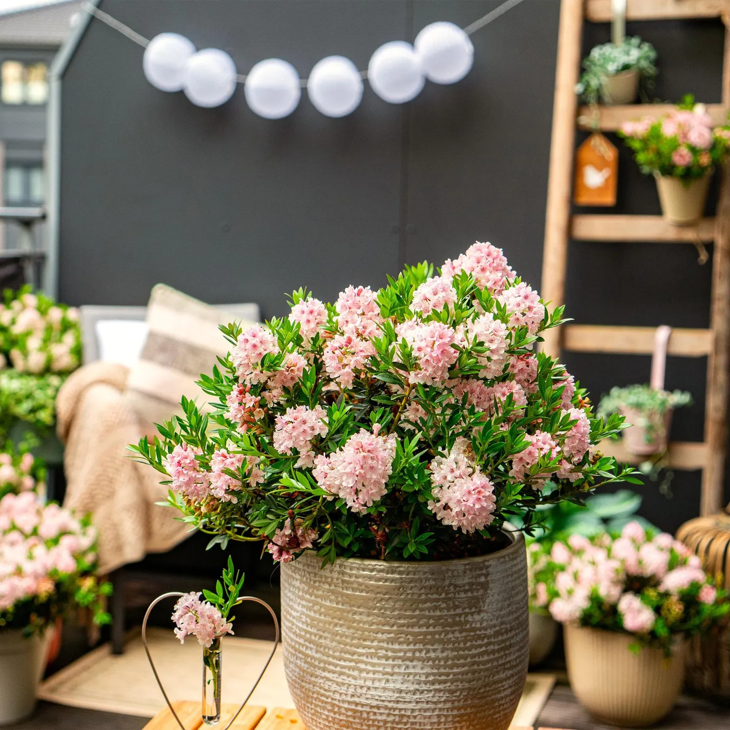 Plant and Stories Bloombux Light Pink rhododendron rose 23cm