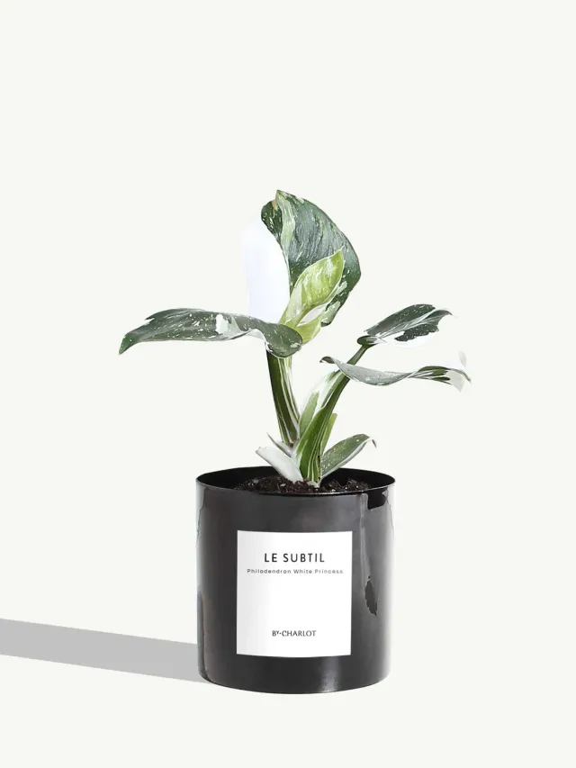 By Charlot Le Subtil Plante Facile Entretien Standard