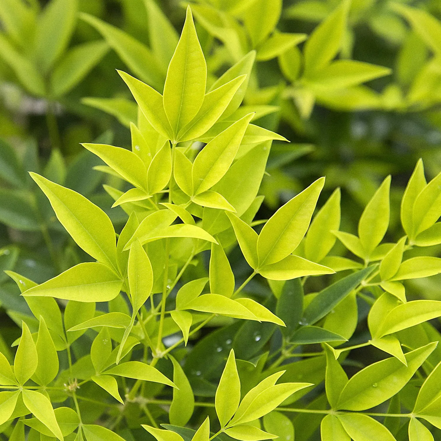 Plant and Stories Nandina Lemon Lime arbuste pot 17 cm persistant