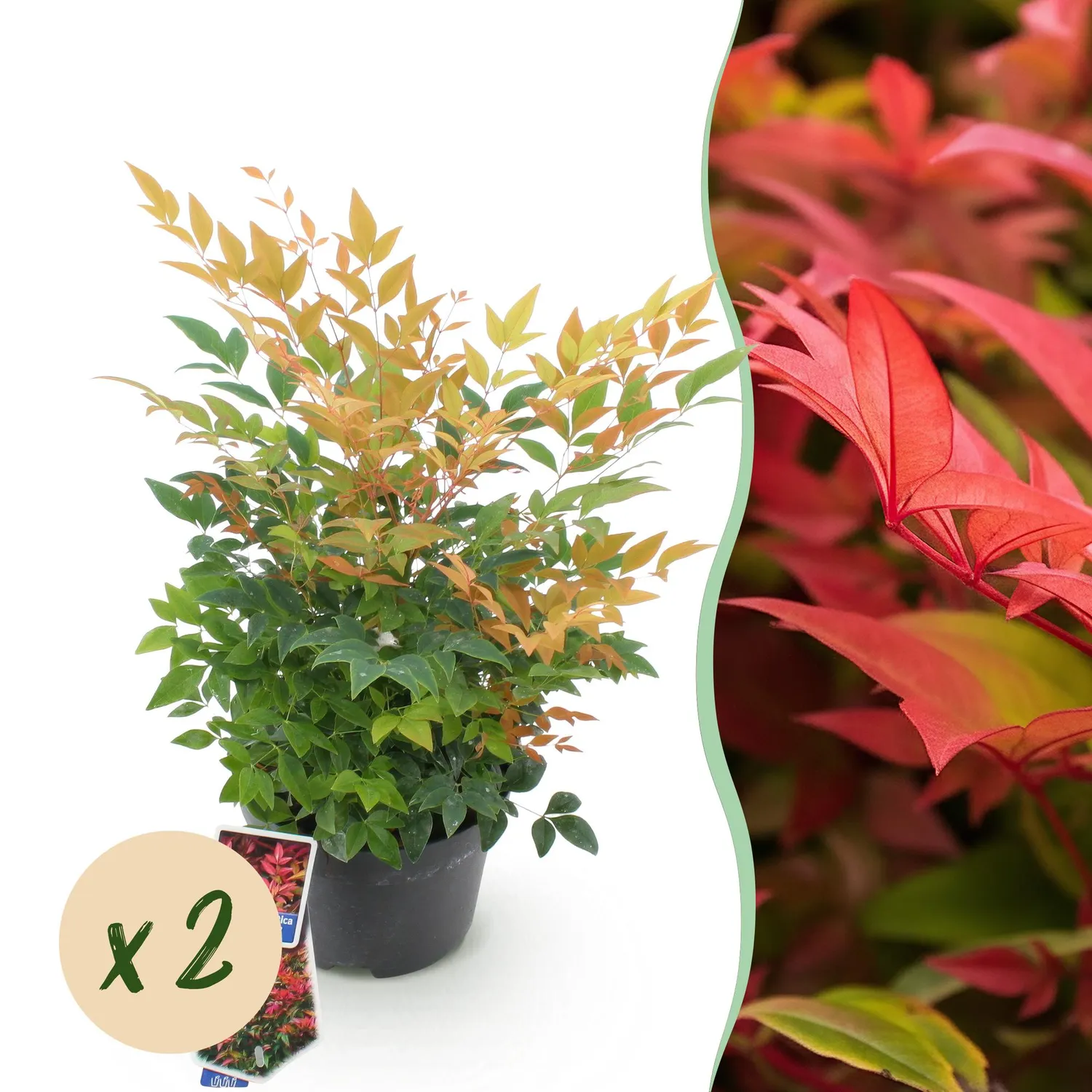 Plant and Stories Gulf Stream bambou sacré arbuste pot 17 cm