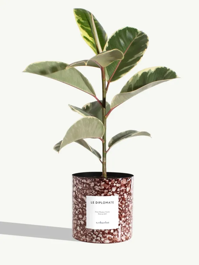 By Charlot Le Diplomate plante standard métal rouge pourpre