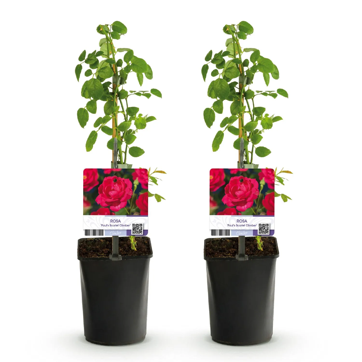 Plant and Stories Rosier Paul Scarlet grimpant rouge pot 11cm lot 2