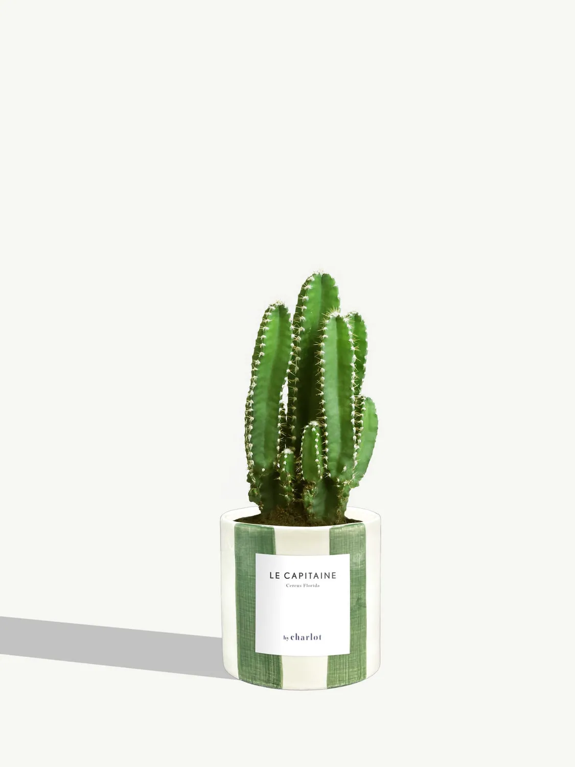 By Charlot Le Capitaine cactus cereus XS pot 8 cm