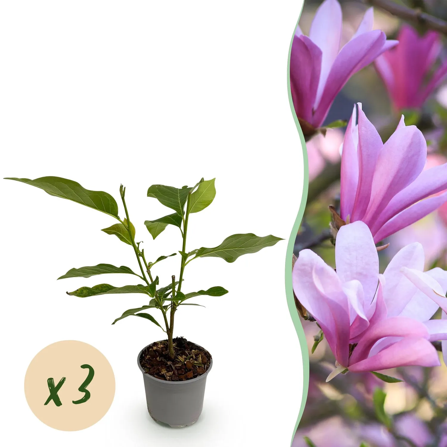 Plant and Stories Magnolia Betty arbuste rose pot 12 cm 30 cm