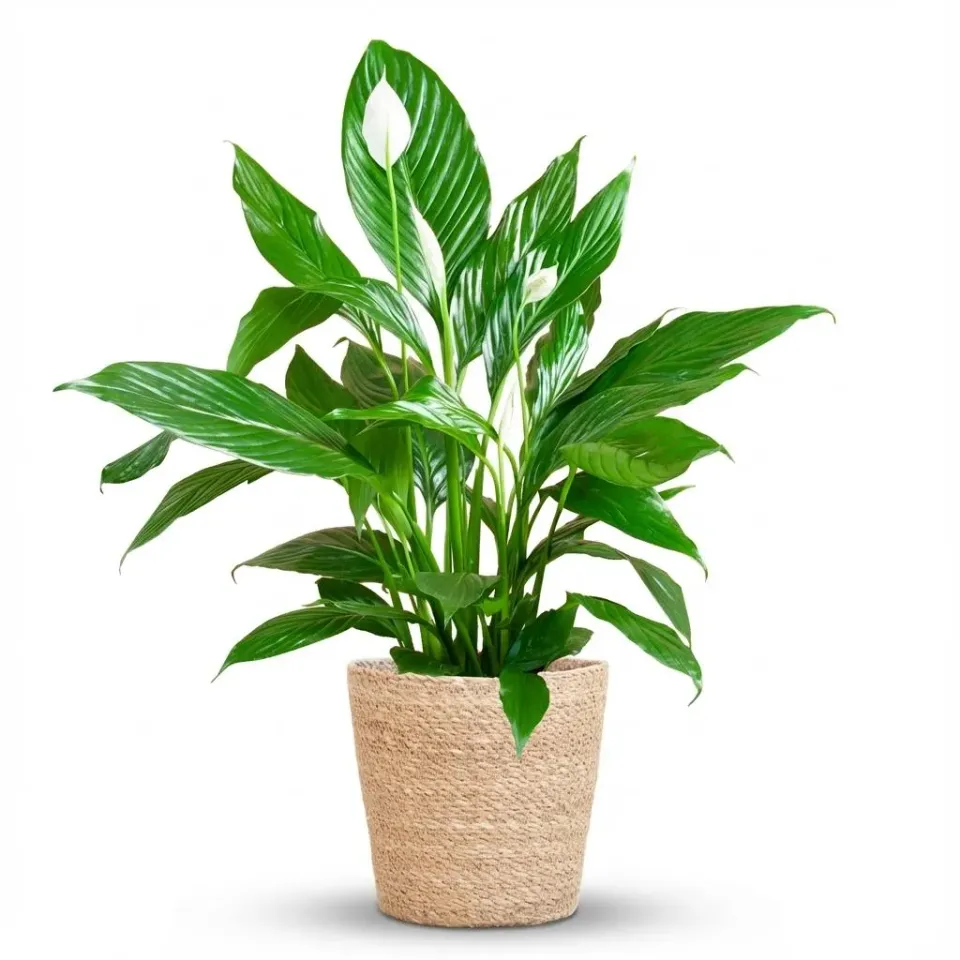 Plant and Stories Spathiphyllum fleur de lune 19 cm