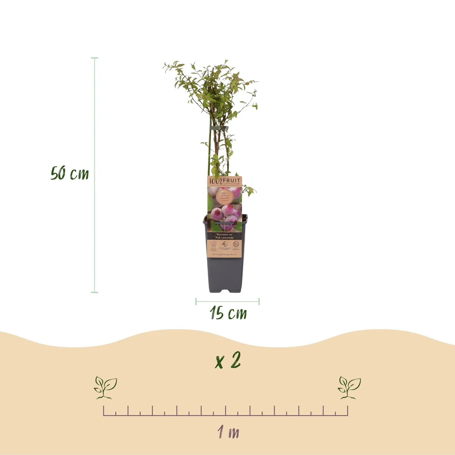 Plant and Stories Pink Lemonade myrtillier lot 2 rose