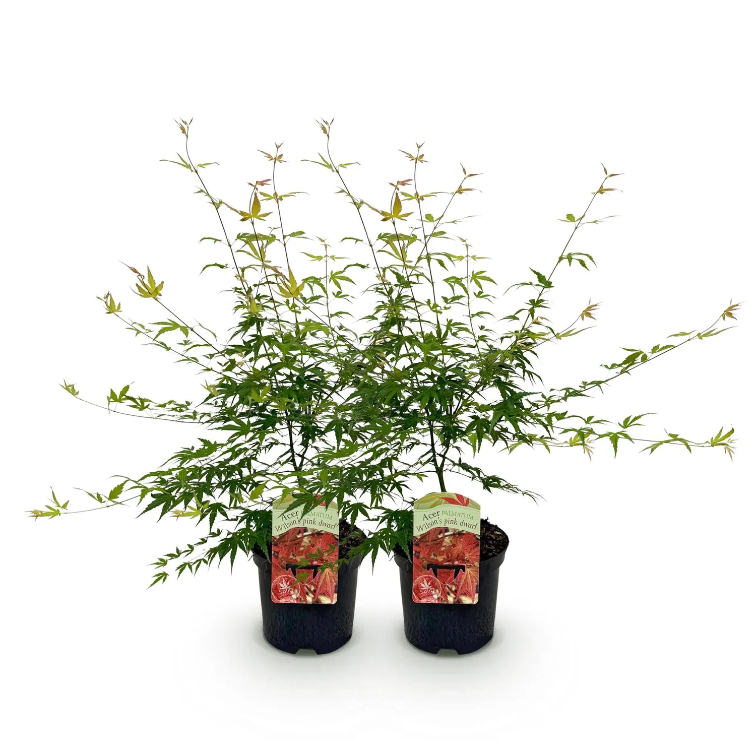 Plant and Stories Pink Dwarf érable du Japon pot 19 cm