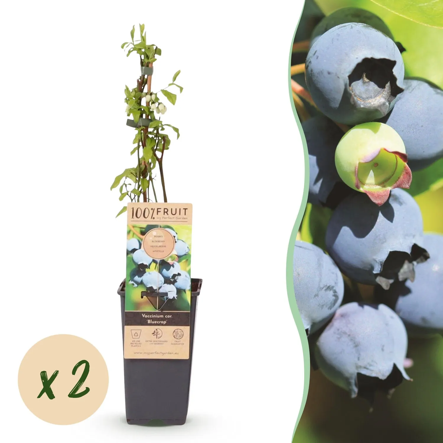 Plant and Stories Bluecrop myrtillier lot 2 sucré