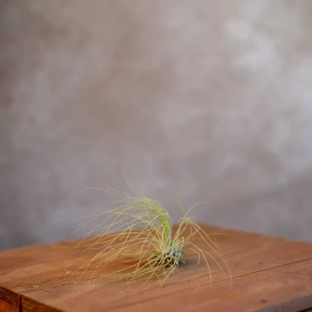 Airplantshop Tillandsia Argentea mini plante aérienne
